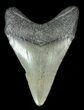 Juvenile Megalodon Tooth #69330-1